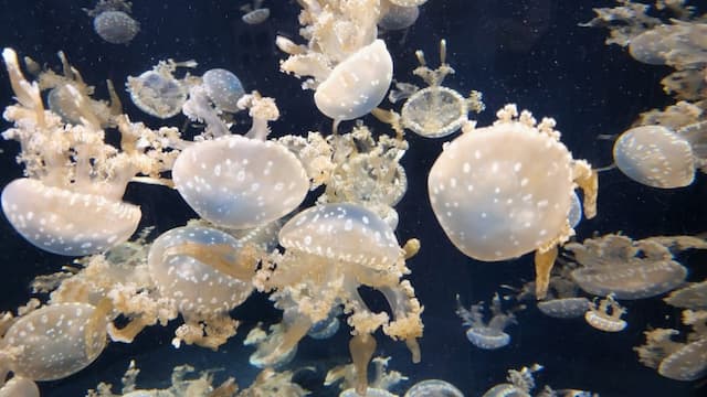 S.E.A. Aquarium