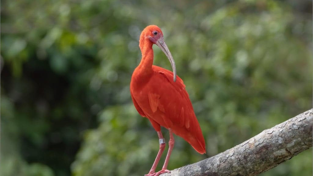 Bird Paradise: A Symphony of Avian Wonders