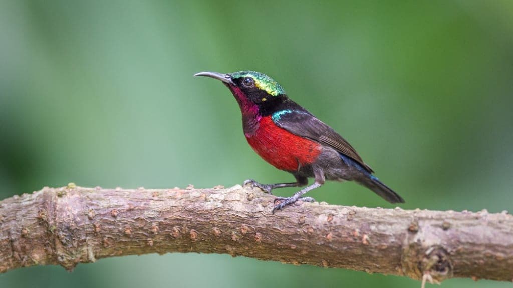 Bird Paradise: A Symphony of Avian Wonders