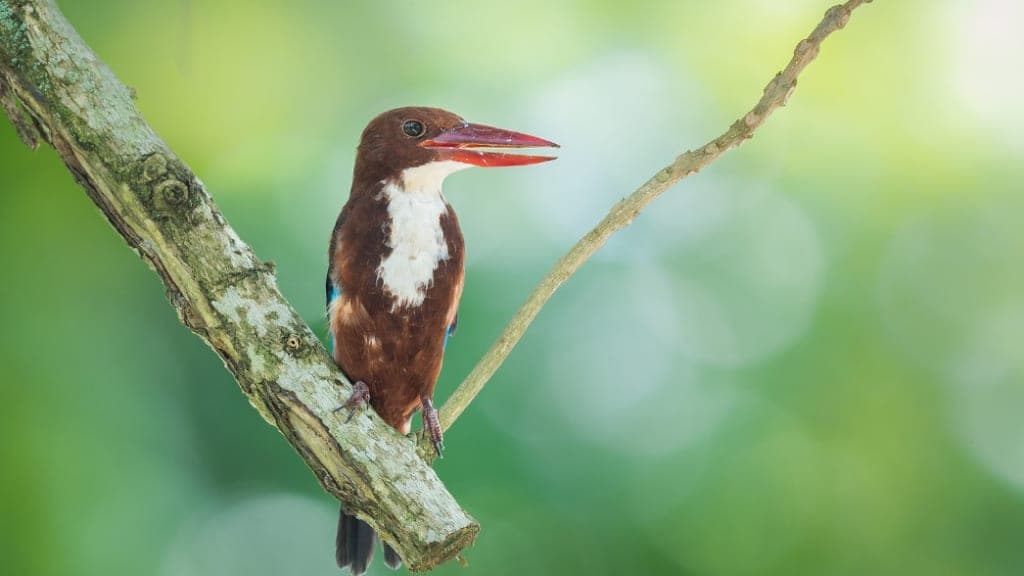 Bird Paradise: A Symphony of Avian Wonders