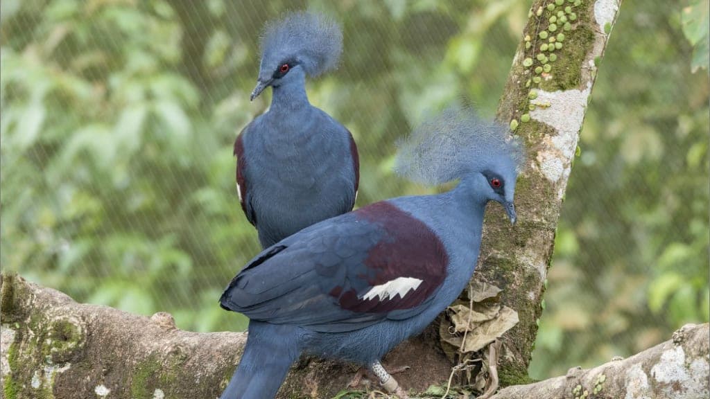 Bird Paradise: A Symphony of Avian Wonders