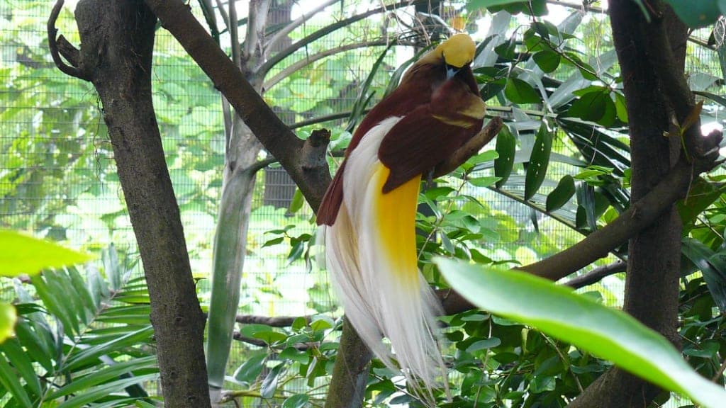 Bird Paradise: A Symphony of Avian Wonders