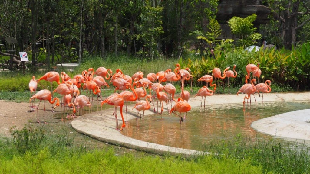Bird Paradise: A Symphony of Avian Wonders