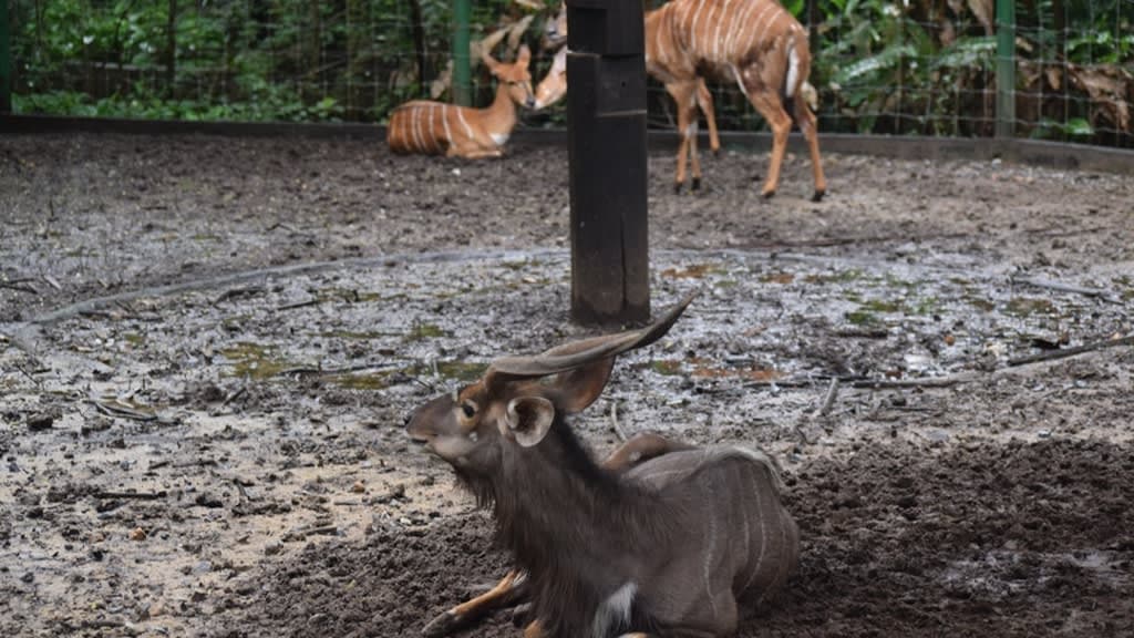 Safari World Bangkok: An Exciting Escape into the Wild