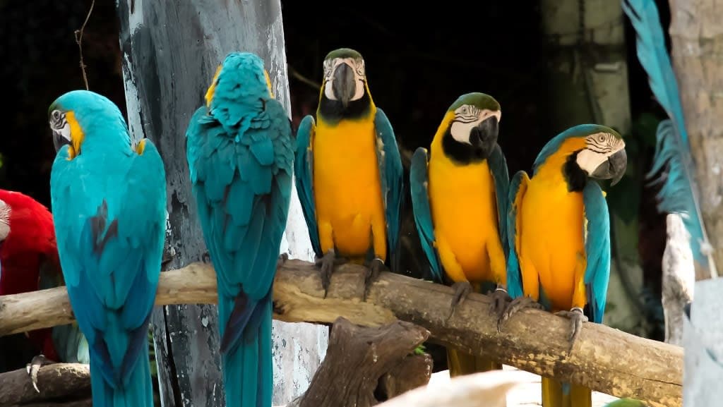Safari World Bangkok: An Exciting Escape into the Wild