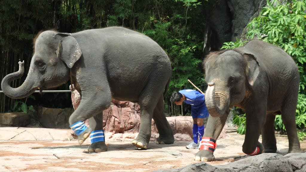 Safari World Bangkok: An Exciting Escape into the Wild