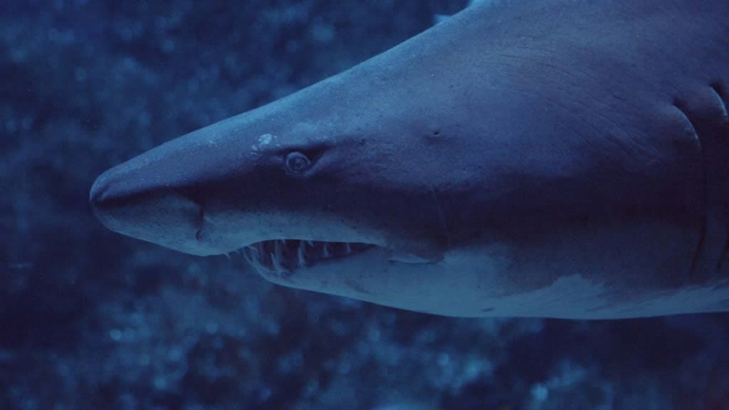 SEA LIFE Bangkok Ocean World