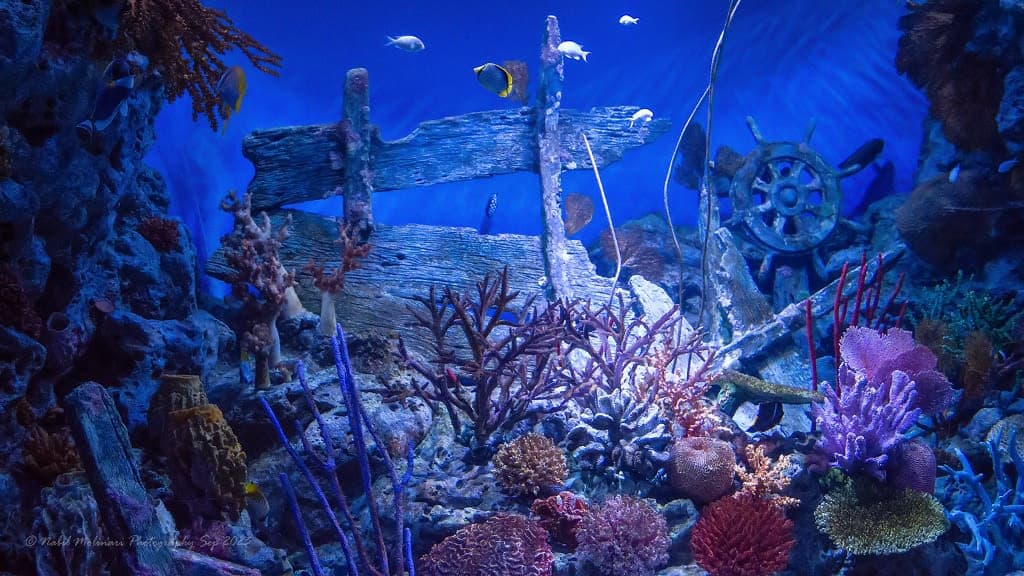 SEA LIFE Bangkok Ocean World: Dive into the Depths of Oceanic Wonders