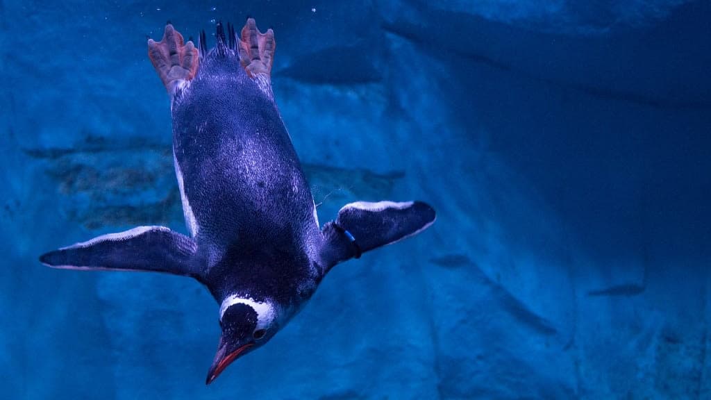 SEA LIFE Bangkok Ocean World: Dive into the Depths of Oceanic Wonders