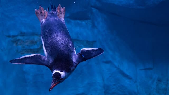 SEA LIFE Bangkok Ocean World