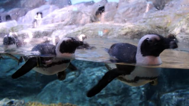 SEA LIFE Bangkok Ocean World