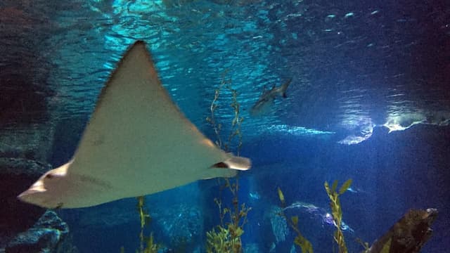 SEA LIFE Bangkok Ocean World