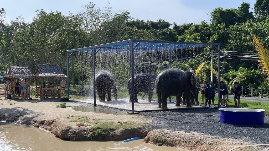 Green Elephant Sanctuary Park: A Heartwarming Journey into Conservation