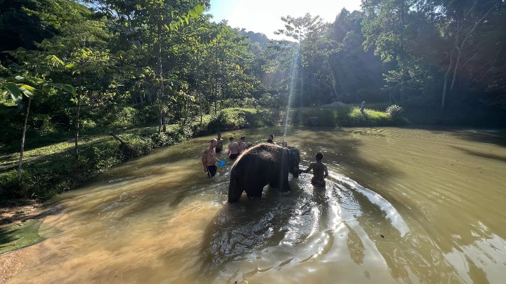 Green Elephant Sanctuary Park: A Heartwarming Journey into Conservation