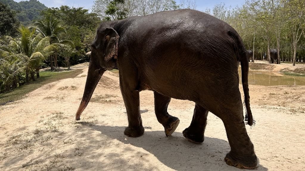 Green Elephant Sanctuary Park: A Heartwarming Journey into Conservation