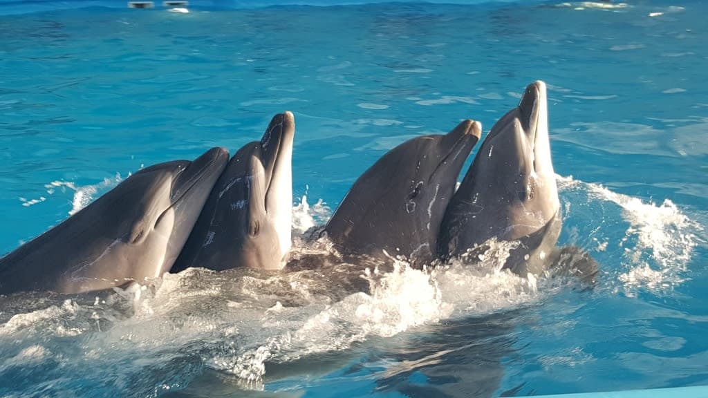 Dolphins Bay Phuket: An Enchanting Encounter with Marine Wonders