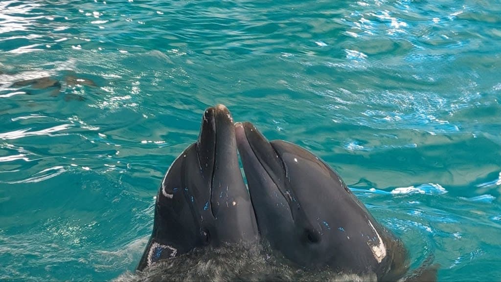 Dolphins Bay Phuket: An Enchanting Encounter with Marine Wonders