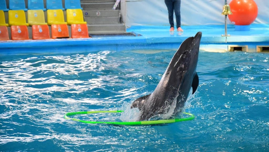 Dolphins Bay Phuket: An Enchanting Encounter with Marine Wonders