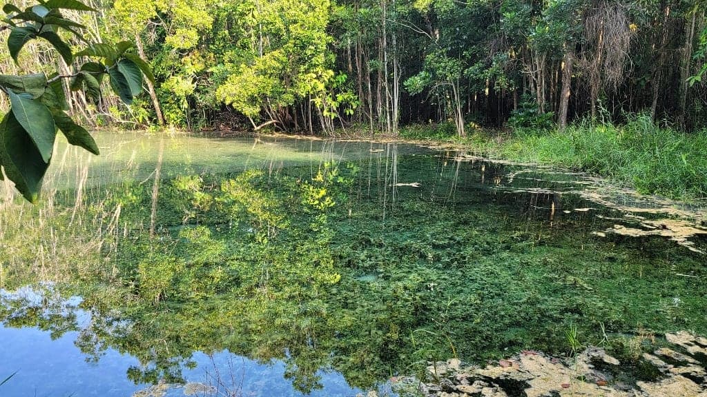 Dive into the Crystal Waters of the Emerald Pool
