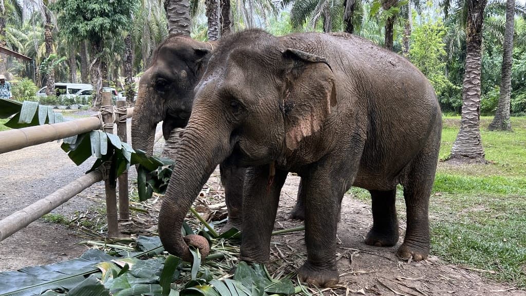 Connect with Nature at The Elephant Sanctuary Krabi