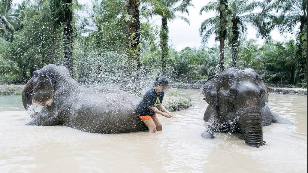 Connect with Nature at The Elephant Sanctuary Krabi