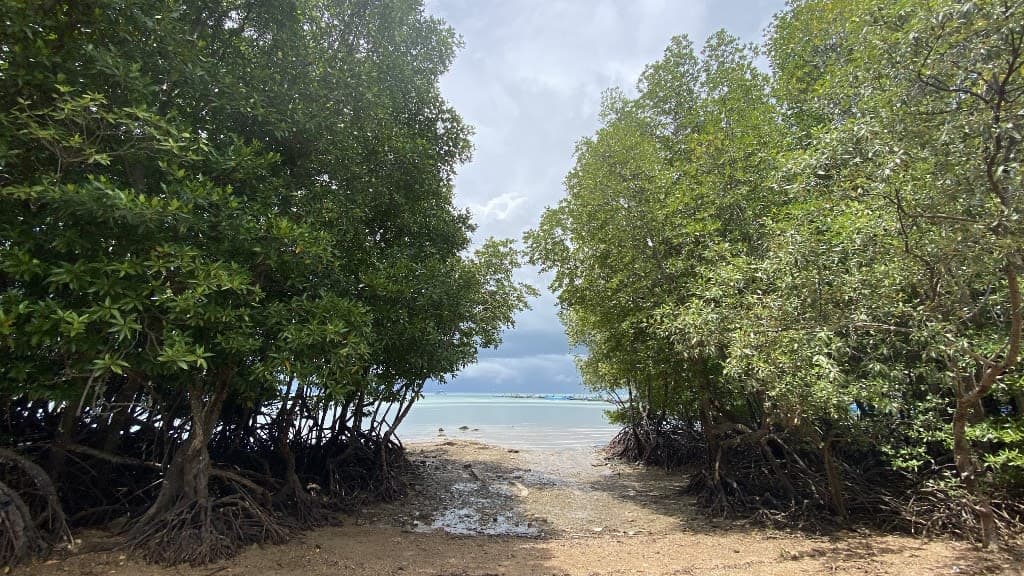 Railay Beach: A Climber's Paradise with Stunning Coastlines
