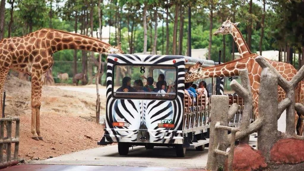 Chiang Mai Night Safari: A Thrilling Encounter with the Wild