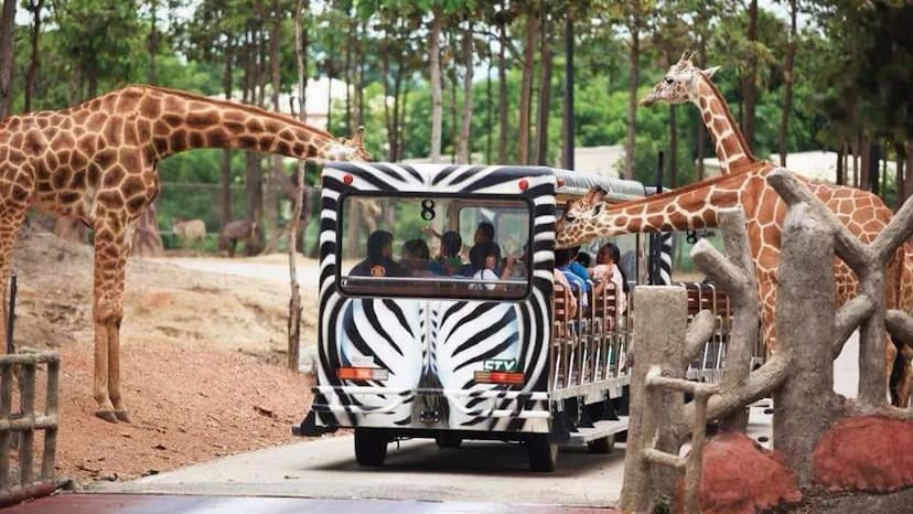 Chiang Mai Night Safari
