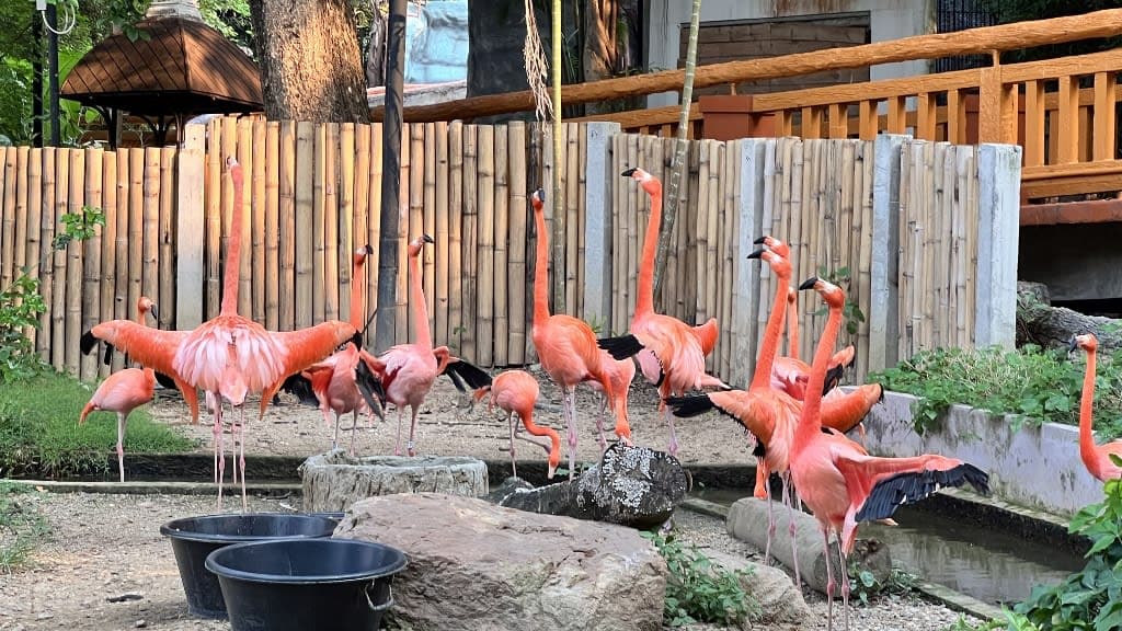 Chiang Mai Night Safari: A Thrilling Encounter with the Wild