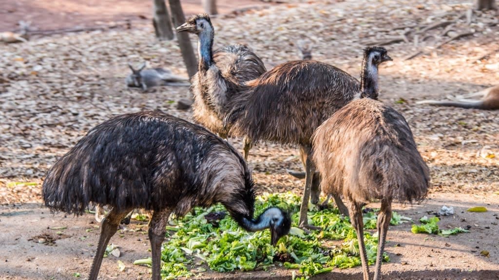 Chiang Mai Night Safari: A Thrilling Encounter with the Wild