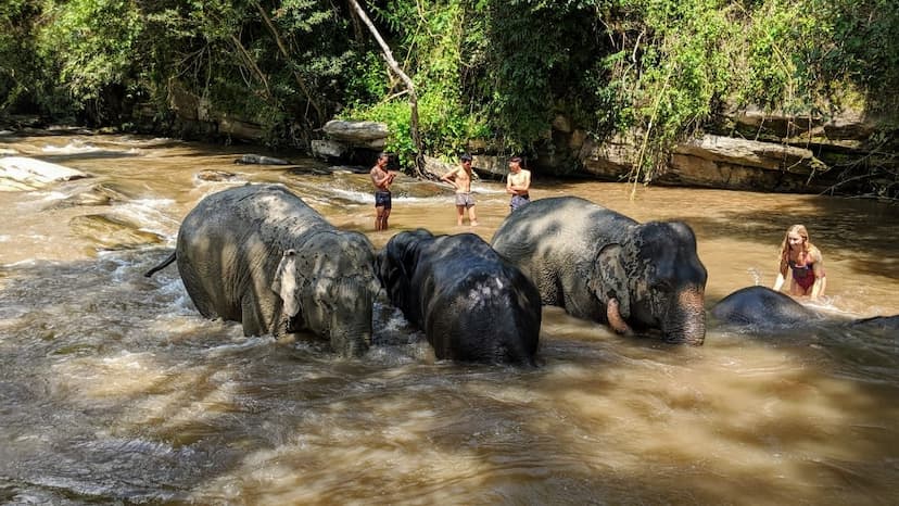 Elephant Jungle Sanctuary