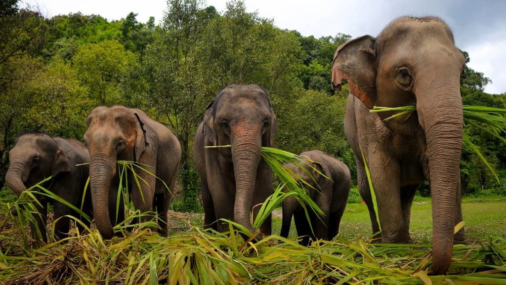 Elephant Jungle Sanctuary: An Ethical Encounter with Thailand’s Gentle Giants