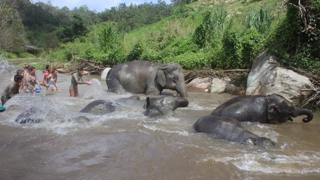 Elephant Jungle Sanctuary: An Ethical Encounter with Thailand’s Gentle Giants
