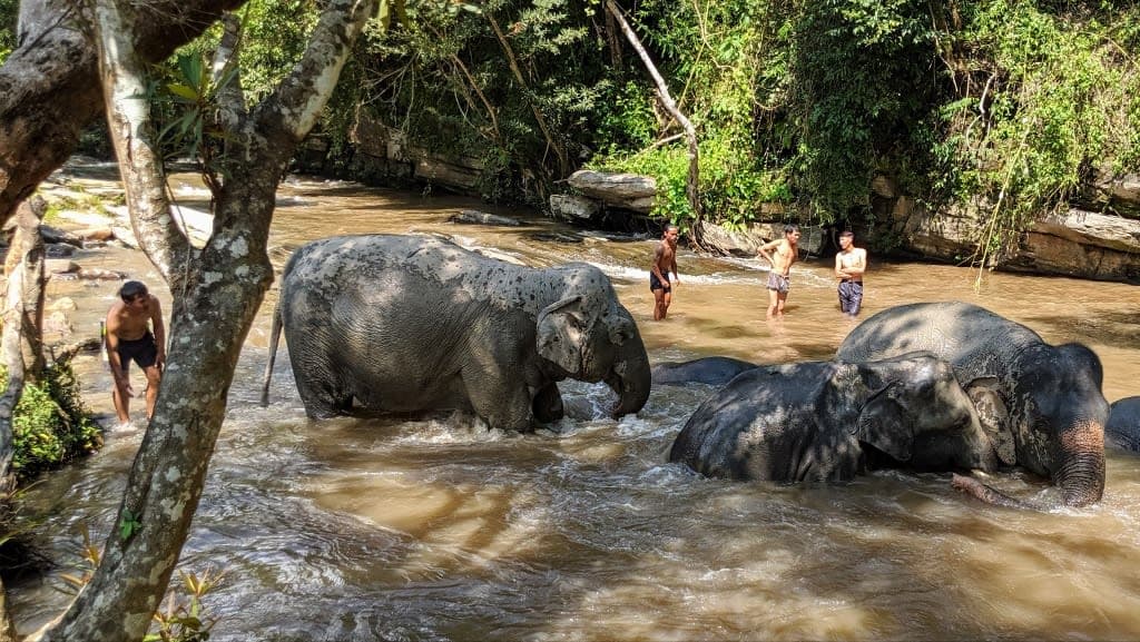 Elephant Jungle Sanctuary: An Ethical Encounter with Thailand’s Gentle Giants