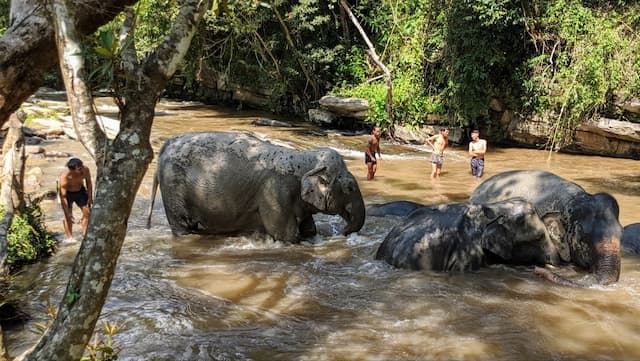 Elephant Jungle Sanctuary