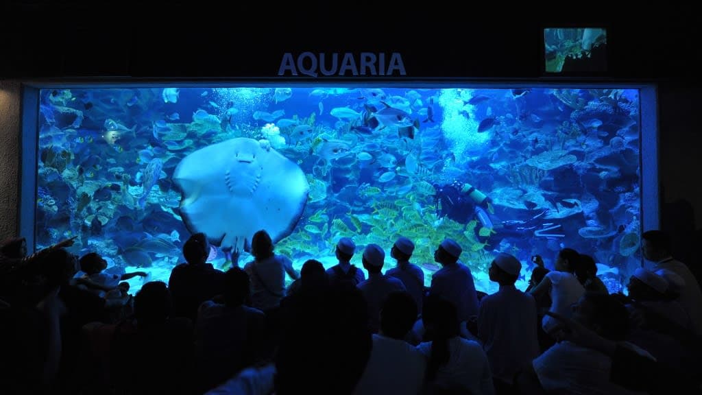 The Most Beautiful Aquaria in Town