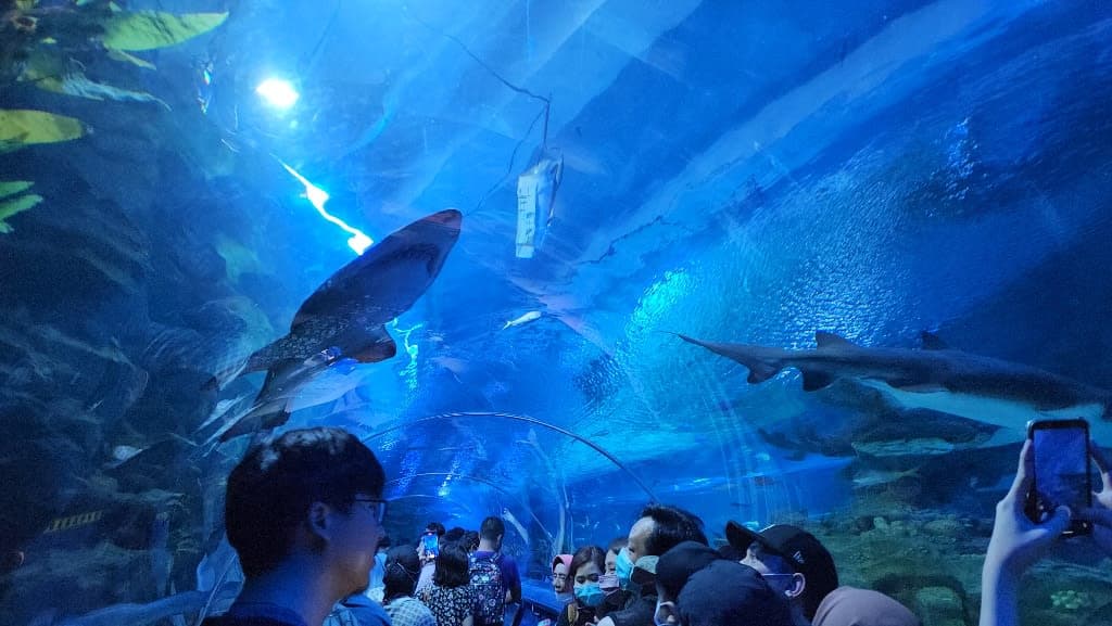 The Most Beautiful Aquaria in Town