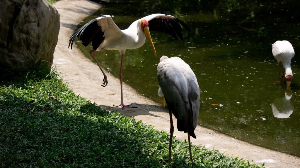 World's Largest Free-flight Walk-in Aviary