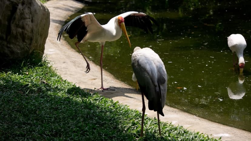 KL Bird Park