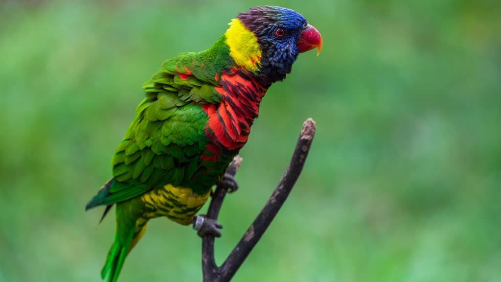 World's Largest Free-flight Walk-in Aviary