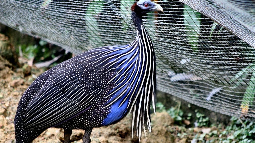 World's Largest Free-flight Walk-in Aviary