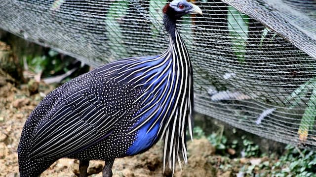 KL Bird Park