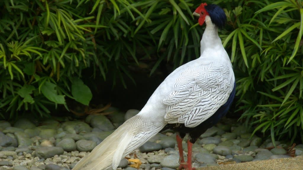 World's Largest Free-flight Walk-in Aviary