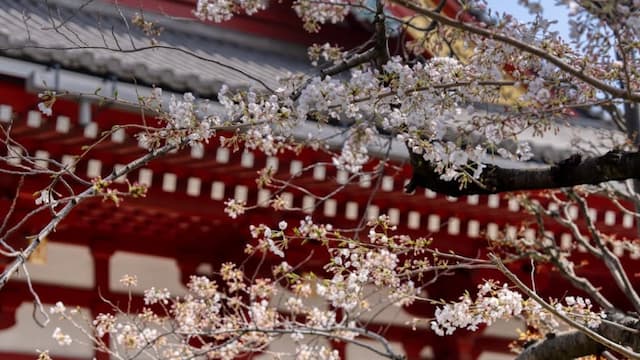 Senso-ji Temple (Asakusa)